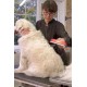 BUFFER® 23 KG Üzeri Uzun Tüylü Köpekler İçin Tüy Toplayıcı Ergonomik Tarak BUFFER® 23 KG Üzeri Uzun Tüylü Köpekler İçin Tüy Toplayıcı Ergonomik Tarak