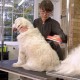 BUFFER® 23 KG Üzeri Uzun Tüylü Köpekler İçin Tüy Toplayıcı Ergonomik Tarak BUFFER® 23 KG Üzeri Uzun Tüylü Köpekler İçin Tüy Toplayıcı Ergonomik Tarak