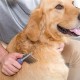 BUFFER® Düğüm Açıcı Pet Fırçası Emniyetli Uzun ve Çelik Dişli Kedi Köpek Tüy Kıtık Açma Tarağı BUFFER® Düğüm Açıcı Pet Fırçası Emniyetli Uzun ve Çelik Dişli Kedi Köpek Tüy Kıtık Açma Tarağı