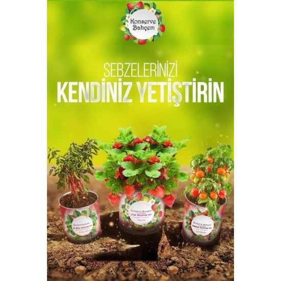 BUFFER® Konserve Bahçem Evde Konservede Kemer PatlıcanYetiştirme Kiti BUFFER® Konserve Bahçem Evde Konservede Kemer PatlıcanYetiştirme Kiti