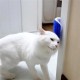 BUFFER® Pratik Kedi Tüyü Kaşıma Ve Tarama Aparatı Duvara Monte Kaşıma Aleti BUFFER® Pratik Kedi Tüyü Kaşıma Ve Tarama Aparatı Duvara Monte Kaşıma Aleti