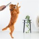 BUFFER® Tüy Açıcı Kedi Köpek Tarağı Tek Taraflı Metal Dişli Evcil Hayvan Bakım Fırçası BUFFER® Tüy Açıcı Kedi Köpek Tarağı Tek Taraflı Metal Dişli Evcil Hayvan Bakım Fırçası